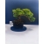 Żywe Drzewko Bonsai Jałowiec Rozesłany Procumbens 11-letni +GRATIS 521
