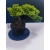 Żywe Drzewko Bonsai Jałowiec Rozesłany Procumbens 11-letni +GRATIS 521