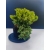 Żywe Drzewko Bonsai Jałowiec Rozesłany Procumbens 11-letni +GRATIS 521