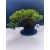 Żywe Drzewko Bonsai Jałowiec Rozesłany Procumbens 11-letni +GRATIS 521