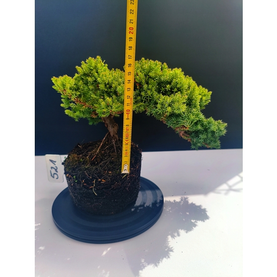 Żywe Drzewko Bonsai Jałowiec Rozesłany Procumbens 11-letni +GRATIS 521