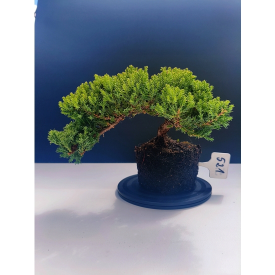 Żywe Drzewko Bonsai Jałowiec Rozesłany Procumbens 11-letni +GRATIS 521