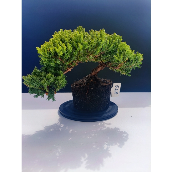 Żywe Drzewko Bonsai Jałowiec Rozesłany Procumbens 11-letni +GRATIS 521