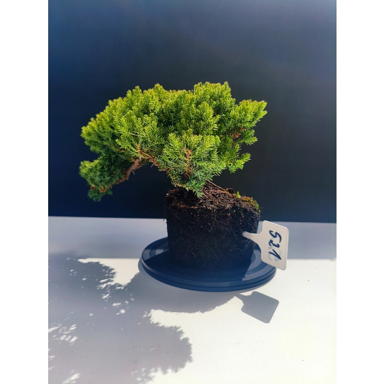 Żywe Drzewko Bonsai Jałowiec Rozesłany Procumbens 11-letni +GRATIS 521