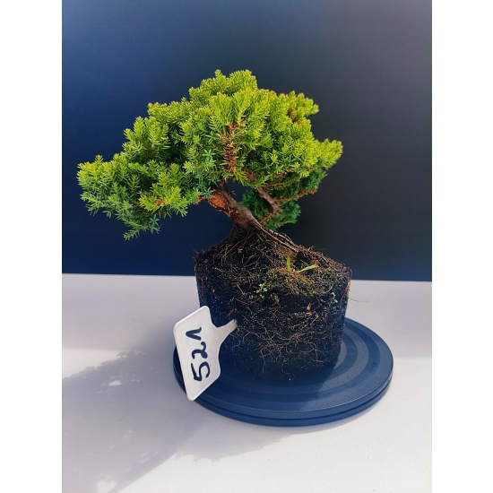 Żywe Drzewko Bonsai Jałowiec Rozesłany Procumbens 11-letni +GRATIS 521