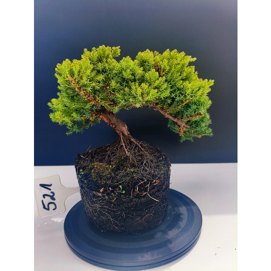 Żywe Drzewko Bonsai Jałowiec Rozesłany Procumbens 11-letni +GRATIS 521