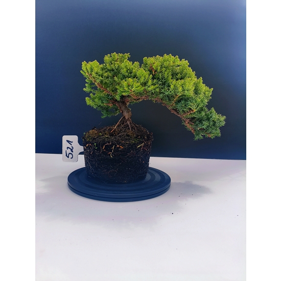 Żywe Drzewko Bonsai Jałowiec Rozesłany Procumbens 11-letni +GRATIS 521