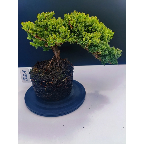 Żywe Drzewko Bonsai Jałowiec Rozesłany Procumbens 11-letni +GRATIS 521