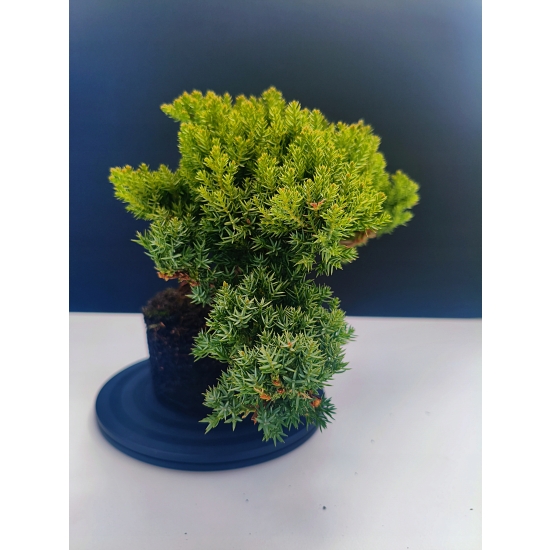 Żywe Drzewko Bonsai Jałowiec Rozesłany Procumbens 11-letni +GRATIS 521