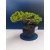 Żywe Drzewko Bonsai Jałowiec Rozesłany Procumbens 11-letni +GRATIS 414