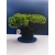 Żywe Drzewko Bonsai Jałowiec Rozesłany Procumbens 11-letni +GRATIS 414