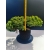 Żywe Drzewko Bonsai Jałowiec Rozesłany Procumbens 11-letni +GRATIS 414