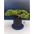 Żywe Drzewko Bonsai Jałowiec Rozesłany Procumbens 11-letni +GRATIS 414