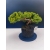 Żywe Drzewko Bonsai Jałowiec Rozesłany Procumbens 11-letni +GRATIS 414