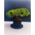 Żywe Drzewko Bonsai Jałowiec Rozesłany Procumbens 11-letni +GRATIS 414