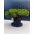 Żywe Drzewko Bonsai Jałowiec Rozesłany Procumbens 11-letni +GRATIS 414