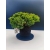 Żywe Drzewko Bonsai Jałowiec Rozesłany Procumbens 11-letni +GRATIS 414