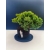 Żywe Drzewko Bonsai Jałowiec Rozesłany Procumbens 11-letni +GRATIS 414