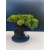 Żywe Drzewko Bonsai Jałowiec Rozesłany Procumbens 11-letni +GRATIS 414