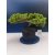 Żywe Drzewko Bonsai Jałowiec Rozesłany Procumbens 11-letni +GRATIS 414
