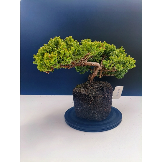 Żywe Drzewko Bonsai Jałowiec Rozesłany Procumbens 11-letni +GRATIS 414