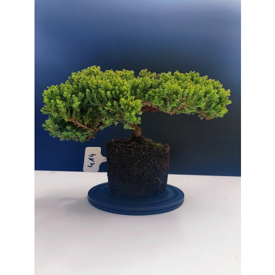 Żywe Drzewko Bonsai Jałowiec Rozesłany Procumbens 11-letni +GRATIS 414