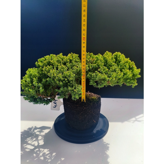 Żywe Drzewko Bonsai Jałowiec Rozesłany Procumbens 11-letni +GRATIS 414