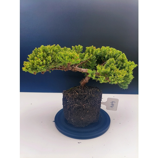 Żywe Drzewko Bonsai Jałowiec Rozesłany Procumbens 11-letni +GRATIS 414