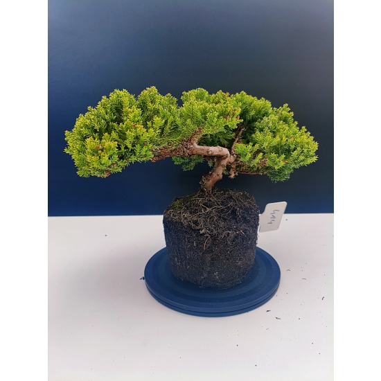 Żywe Drzewko Bonsai Jałowiec Rozesłany Procumbens 11-letni +GRATIS 414