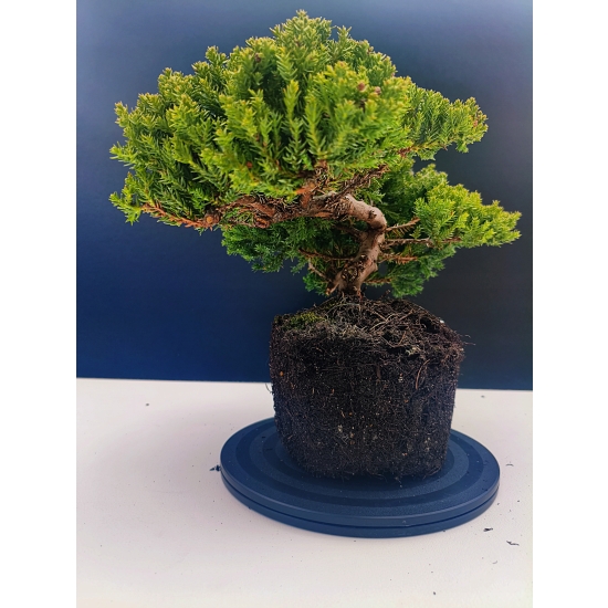 Żywe Drzewko Bonsai Jałowiec Rozesłany Procumbens 11-letni +GRATIS 414