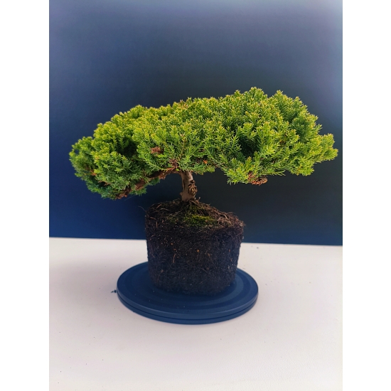 Żywe Drzewko Bonsai Jałowiec Rozesłany Procumbens 11-letni +GRATIS 414