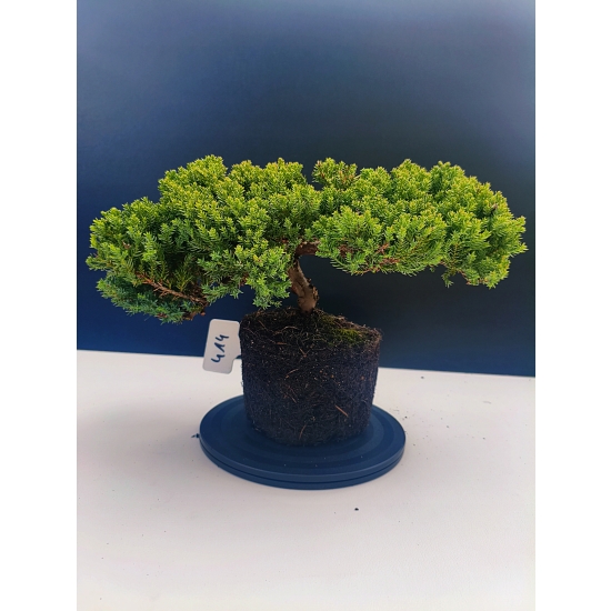 Żywe Drzewko Bonsai Jałowiec Rozesłany Procumbens 11-letni +GRATIS 414