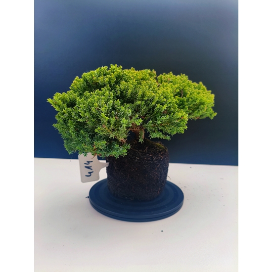 Żywe Drzewko Bonsai Jałowiec Rozesłany Procumbens 11-letni +GRATIS 414