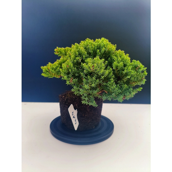 Żywe Drzewko Bonsai Jałowiec Rozesłany Procumbens 11-letni +GRATIS 414