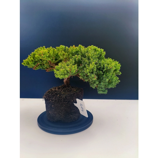 Żywe Drzewko Bonsai Jałowiec Rozesłany Procumbens 11-letni +GRATIS 414