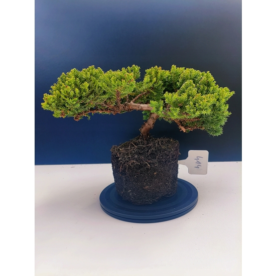 Żywe Drzewko Bonsai Jałowiec Rozesłany Procumbens 11-letni +GRATIS 414