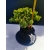 Żywe Drzewko Bonsai Jałowiec Rozesłany Procumbens 11-letni +GRATIS 523