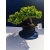 Żywe Drzewko Bonsai Jałowiec Rozesłany Procumbens 11-letni +GRATIS 523