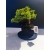 Żywe Drzewko Bonsai Jałowiec Rozesłany Procumbens 11-letni +GRATIS 523