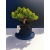 Żywe Drzewko Bonsai Jałowiec Rozesłany Procumbens 11-letni +GRATIS 523