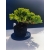 Żywe Drzewko Bonsai Jałowiec Rozesłany Procumbens 11-letni +GRATIS 523