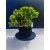 Żywe Drzewko Bonsai Jałowiec Rozesłany Procumbens 11-letni +GRATIS 523