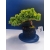 Żywe Drzewko Bonsai Jałowiec Rozesłany Procumbens 11-letni +GRATIS 523