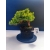 Żywe Drzewko Bonsai Jałowiec Rozesłany Procumbens 11-letni +GRATIS 523