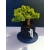 Żywe Drzewko Bonsai Jałowiec Rozesłany Procumbens 11-letni +GRATIS 523