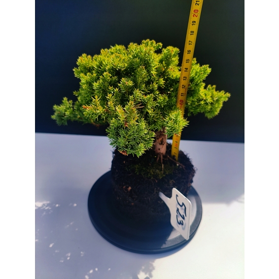 Żywe Drzewko Bonsai Jałowiec Rozesłany Procumbens 11-letni +GRATIS 523