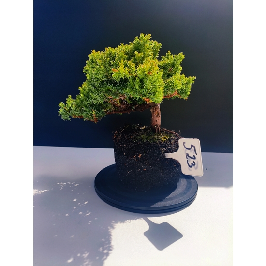 Żywe Drzewko Bonsai Jałowiec Rozesłany Procumbens 11-letni +GRATIS 523