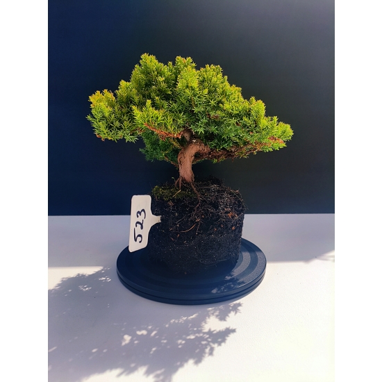 Żywe Drzewko Bonsai Jałowiec Rozesłany Procumbens 11-letni +GRATIS 523