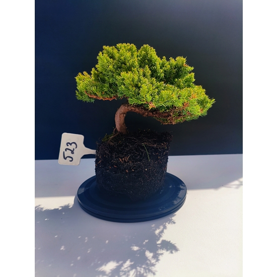 Żywe Drzewko Bonsai Jałowiec Rozesłany Procumbens 11-letni +GRATIS 523