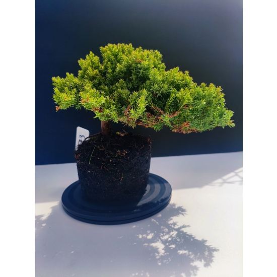 Żywe Drzewko Bonsai Jałowiec Rozesłany Procumbens 11-letni +GRATIS 523
